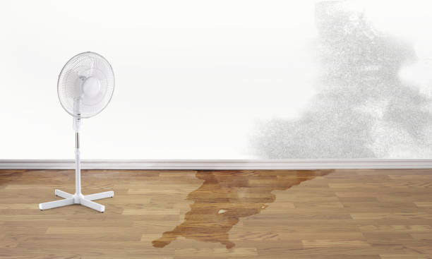 Best Water damage cleanup near me  in Morongo Valley, CA